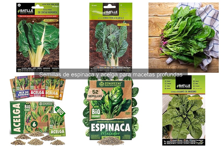 Condiciones ideales para cultivar espinaca y acelga en macetas