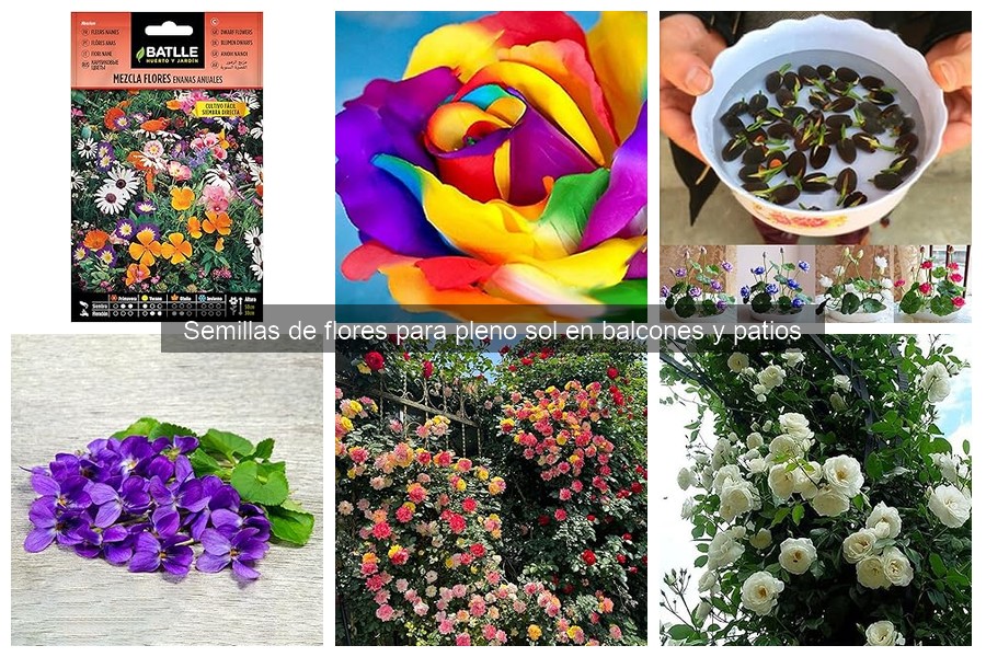 Consejos para Cultivar Flores Resistentes a Plagas en Balcones