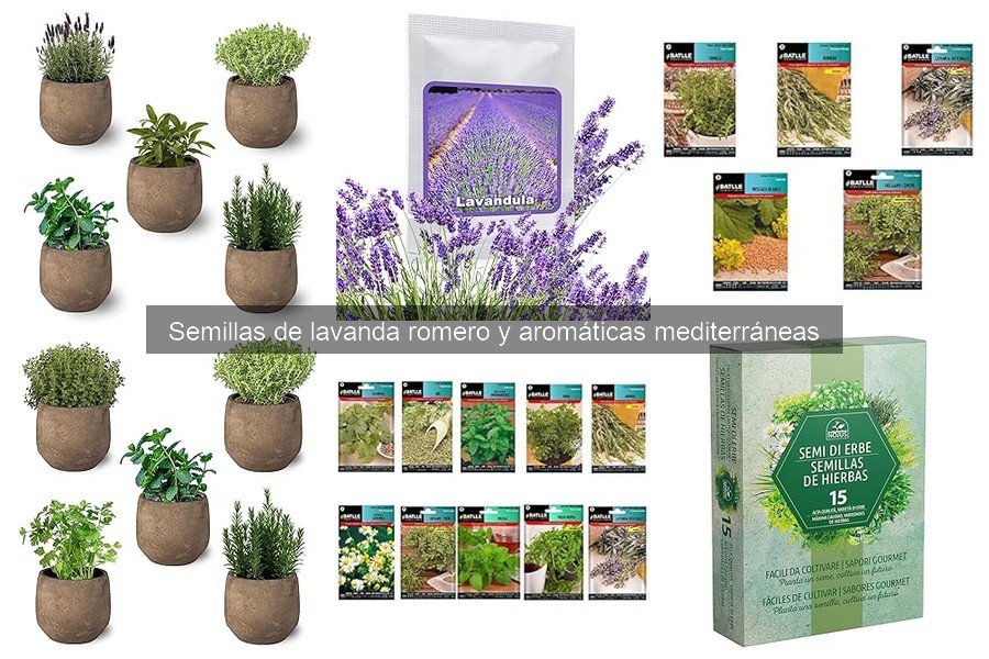 Consejos para cultivar semillas de romero en terrazas