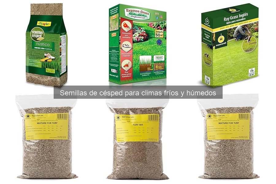 Cuándo sembrar semillas de césped en climas fríos y húmedos