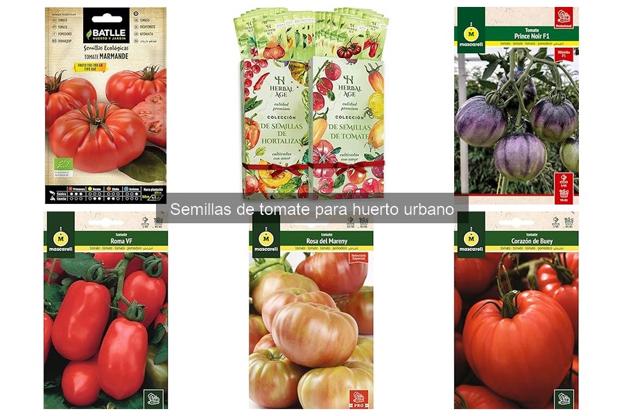 Cuándo sembrar semillas de tomate para la mejor cosecha