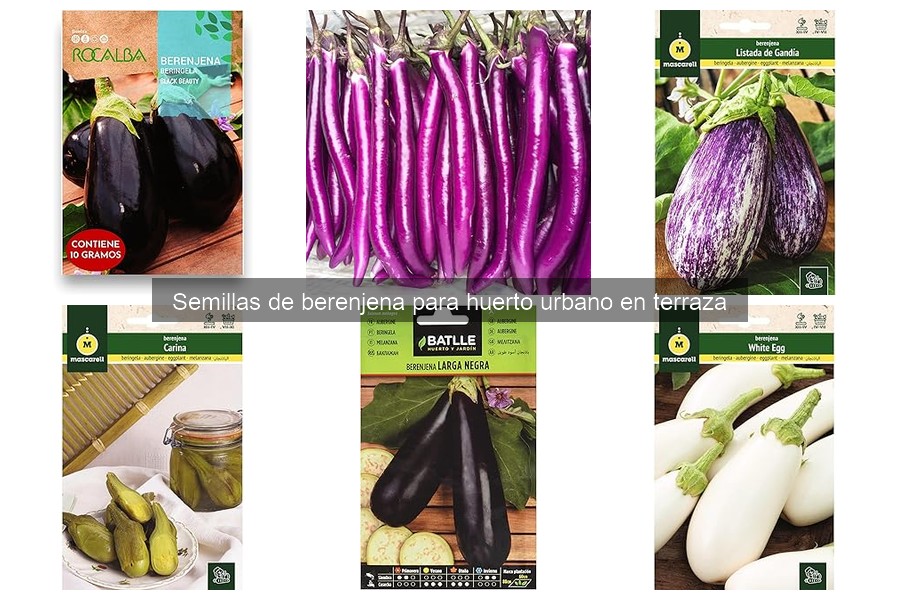 Cuidados esenciales para berenjenas en huertos urbanos