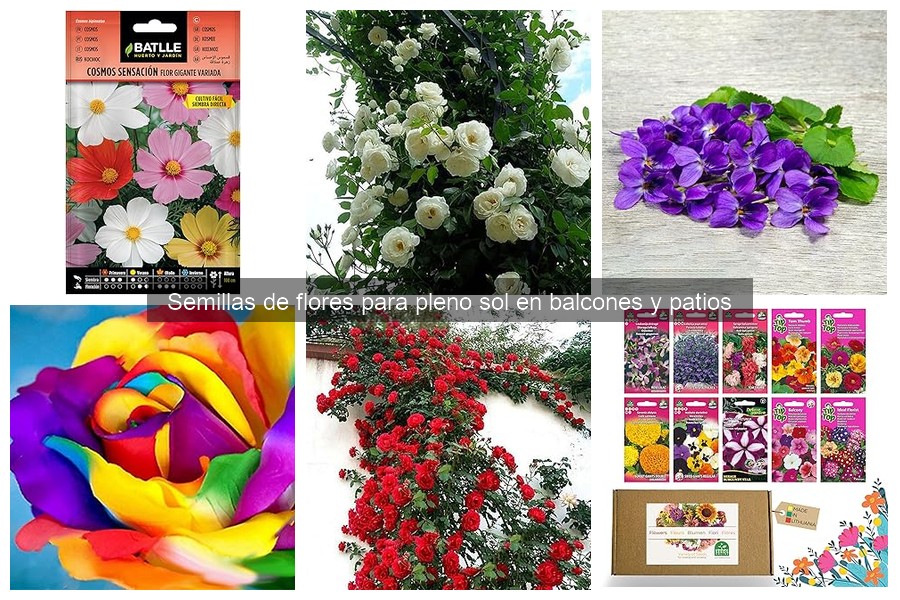 Cuidados Esenciales para Flores de Pleno Sol en Balcones