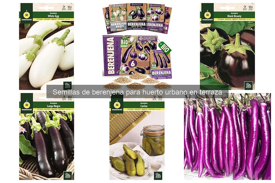 Cultivar berenjenas en huerto urbano: guía fácil y paso a paso