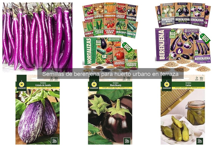 Dónde comprar semillas de berenjena para huertos urbanos