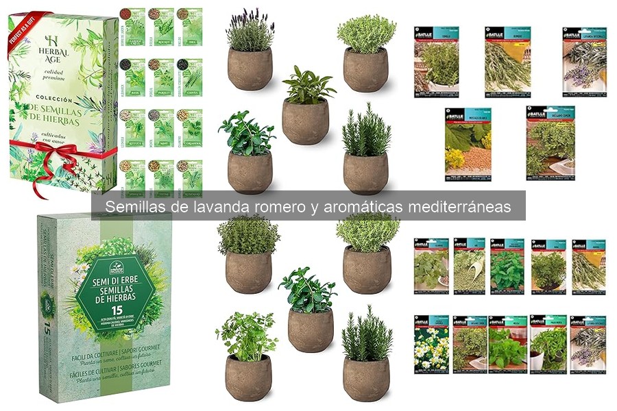 Dónde comprar semillas de lavanda online y mejores opciones