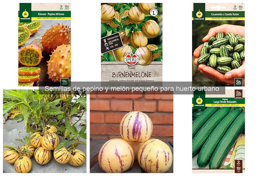 Dónde comprar semillas de pepino y melón pequeño online