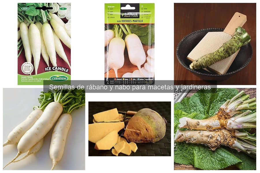 Errores comunes al cultivar rábanos en macetas y soluciones