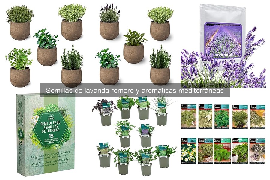 Errores comunes al sembrar semillas de lavanda