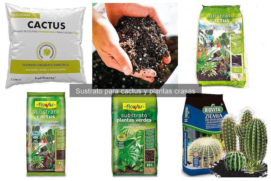 Errores comunes al usar sustrato para cactus y su solución