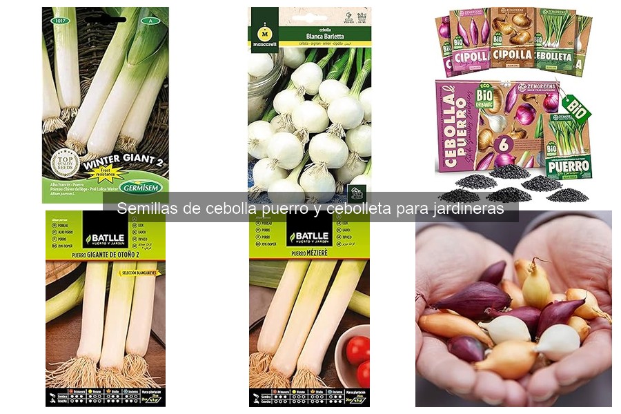 Guía de compra de semillas de cebolla, puerro y cebolleta