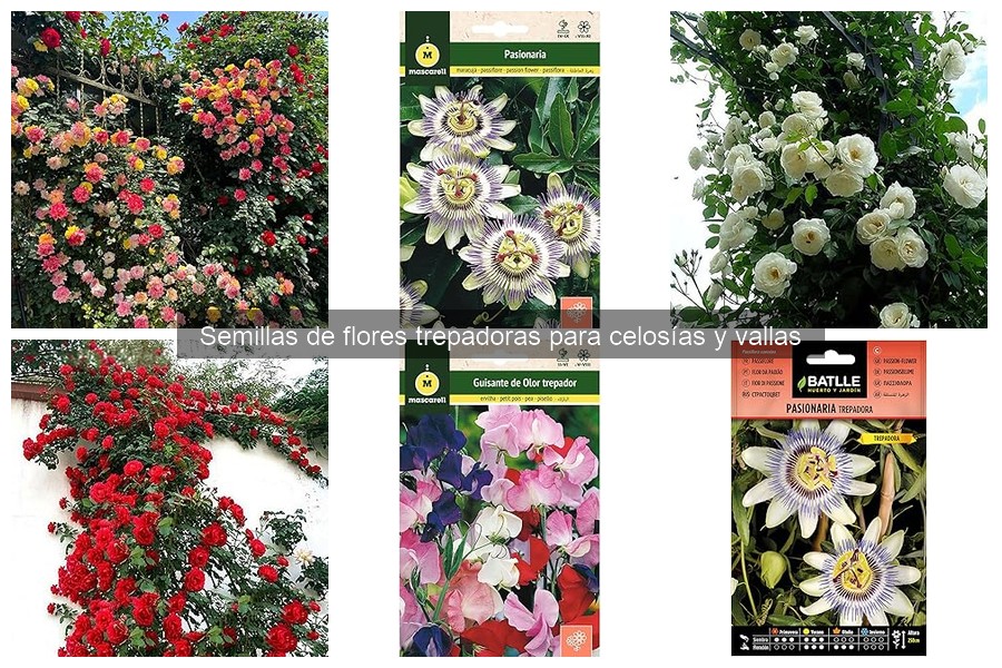 Guía de compra de semillas de flores trepadoras