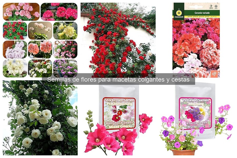 Guía de compra de semillas para macetas colgantes