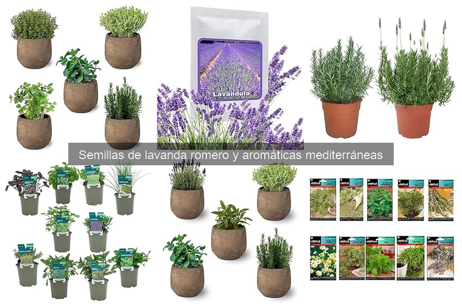 Guía para Comprar Semillas de Hierbas Aromáticas Mediterráneas