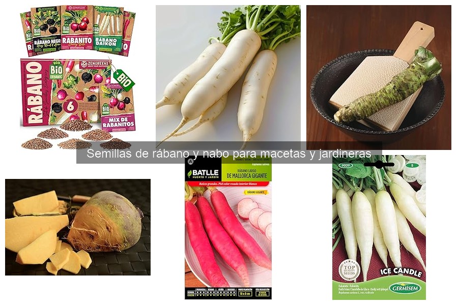 Guía para cultivar rábanos y nabos en macetas