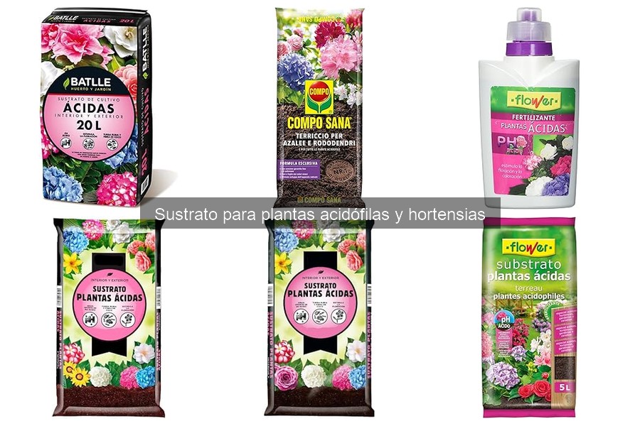 Guía para elegir el sustrato ideal para hortensias