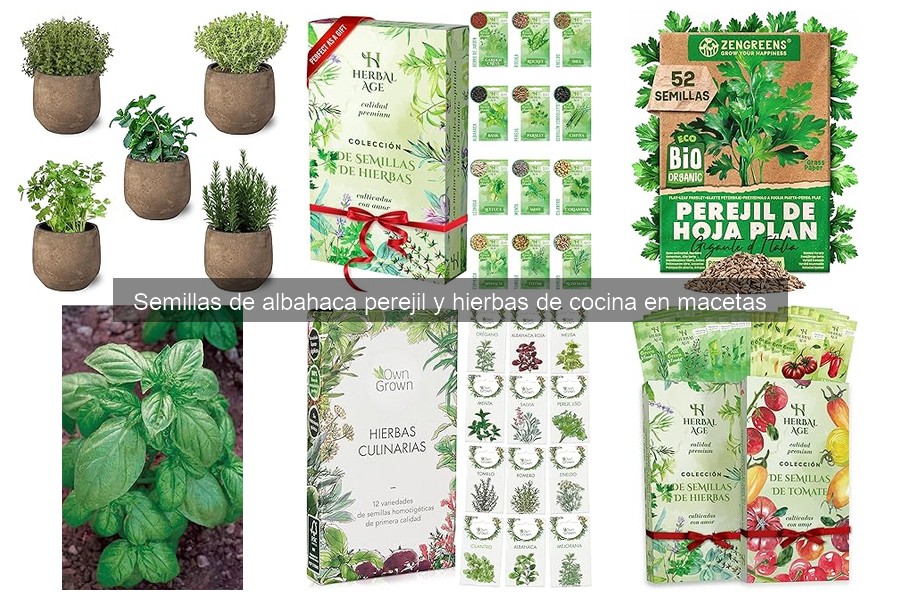 Guía para Plantar Semillas de Albahaca en Macetas