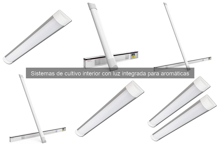 Innovaciones en sistemas de cultivo interior para aromáticas