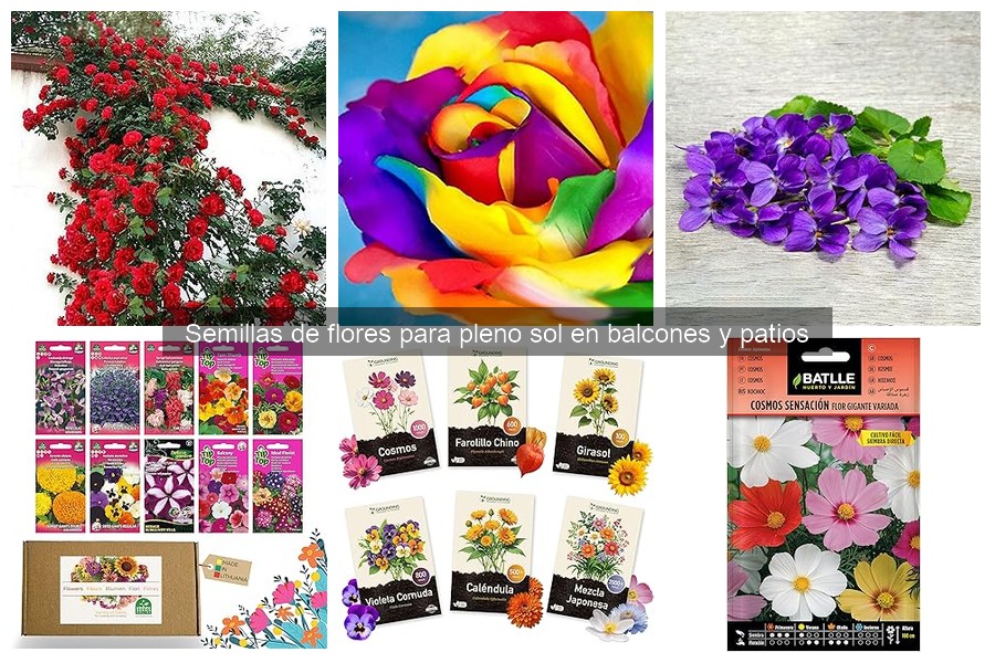 Las mejores semillas de flores para pleno sol en balcones