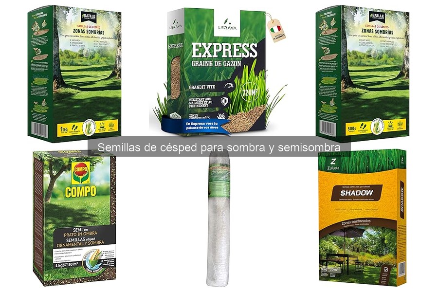 Mantenimiento del césped en sombra: consejos esenciales