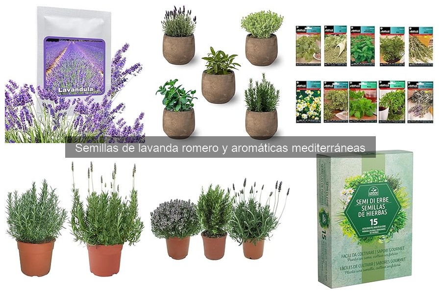 Mejora tus platillos con semillas de hierbas aromáticas