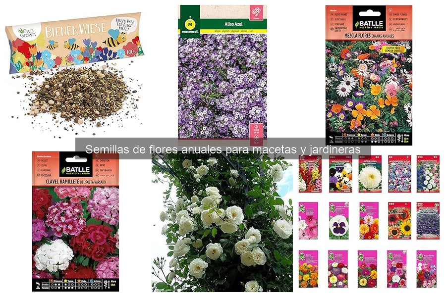 Mejores flores anuales para cultivar en macetas