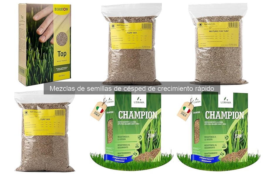 Mejores lugares para comprar semillas de césped de crecimiento rápido