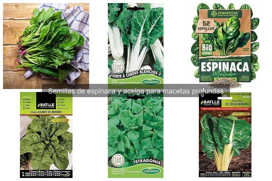 Mejores prácticas de riego para espinaca y acelga en macetas