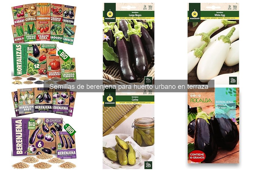 Mejores Prácticas para Recolectar Berenjenas en Huertos Urbanos