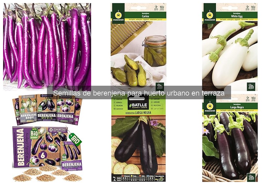Mejores semillas de berenjena para huertos urbanos