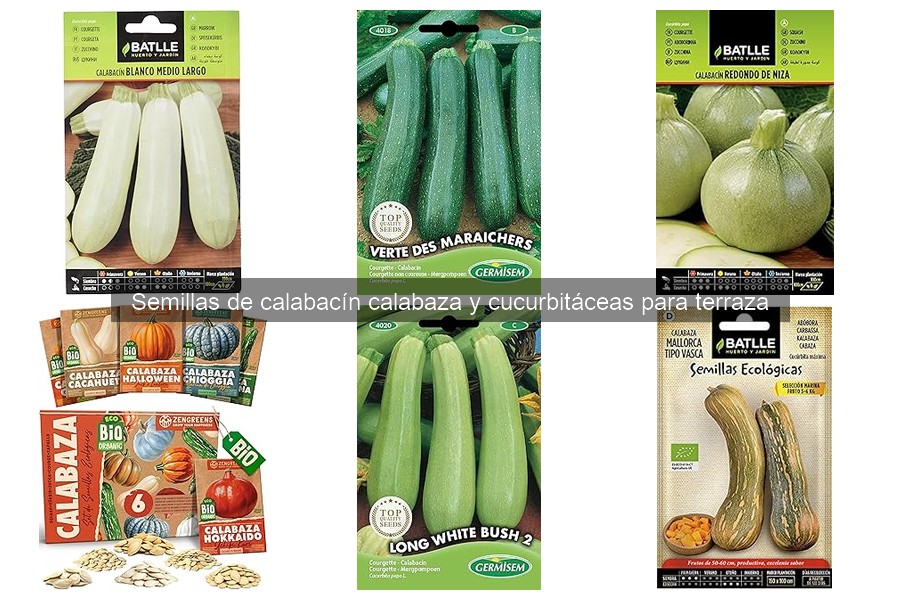 Mejores semillas de calabacín para cultivar en terraza