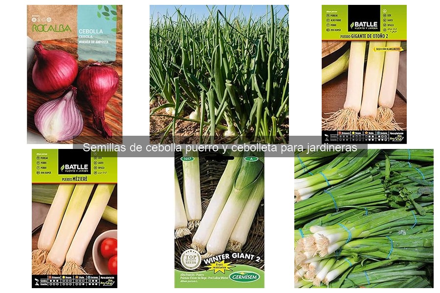 Mejores semillas de cebolla puerro y cebolleta para jardineras