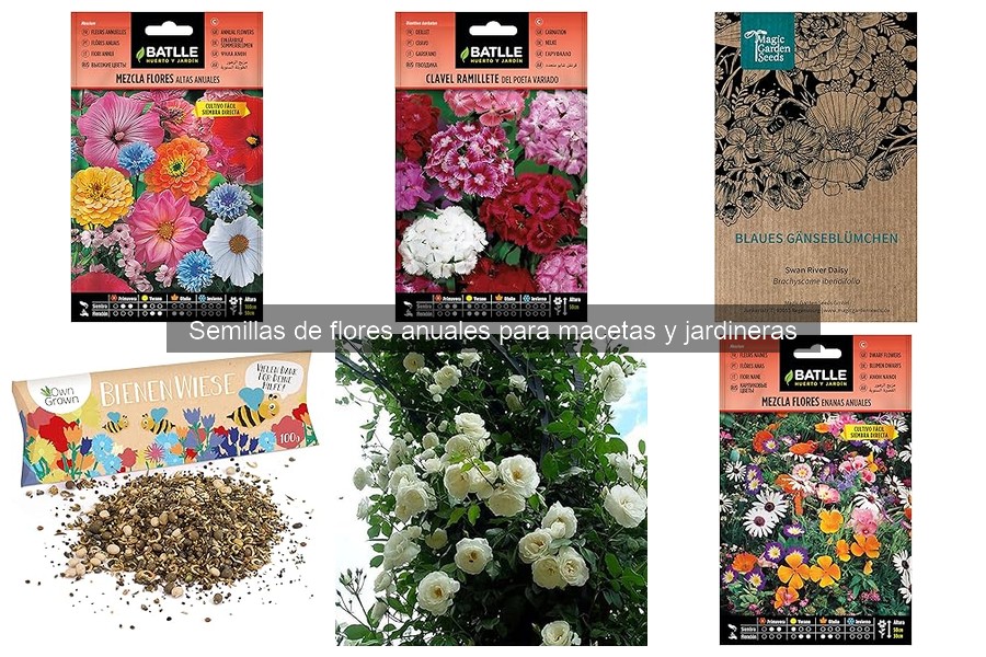 Mejores semillas de flores anuales para macetas