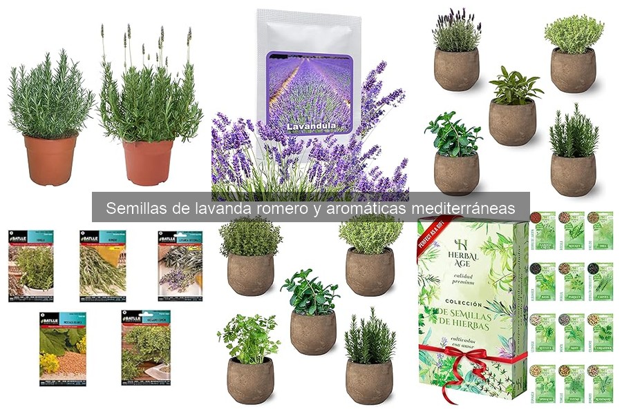 Mejores semillas de lavanda para cultivar en casa