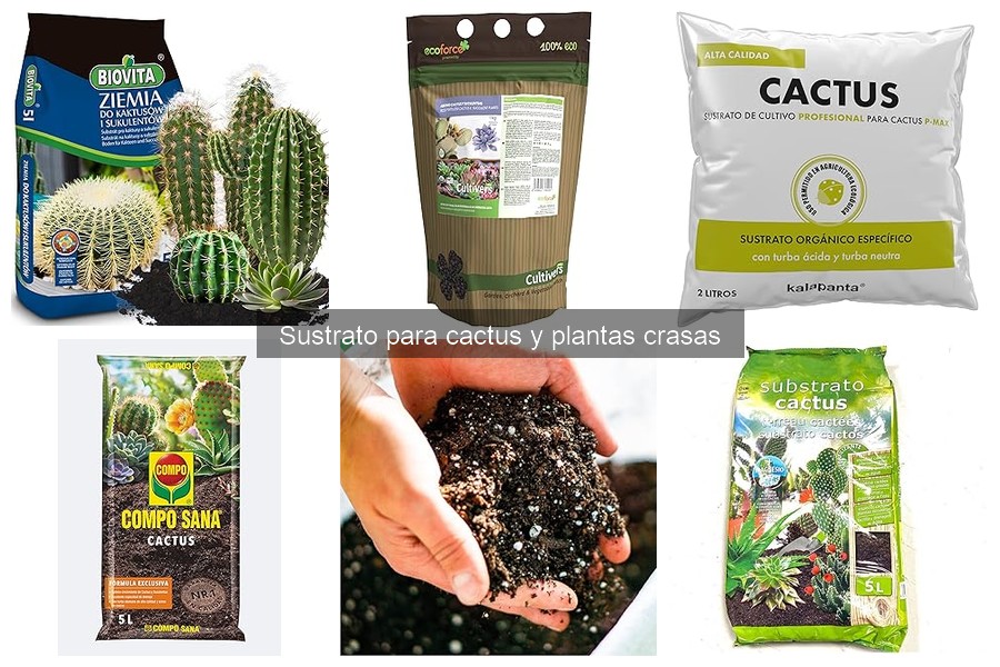 Mejores sustratos para cactus en interiores: comparativa 2023