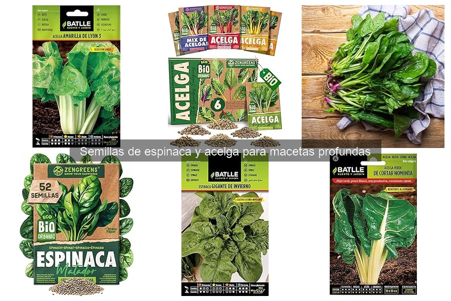 Mejores Variedades de Semillas de Espinaca para Macetas