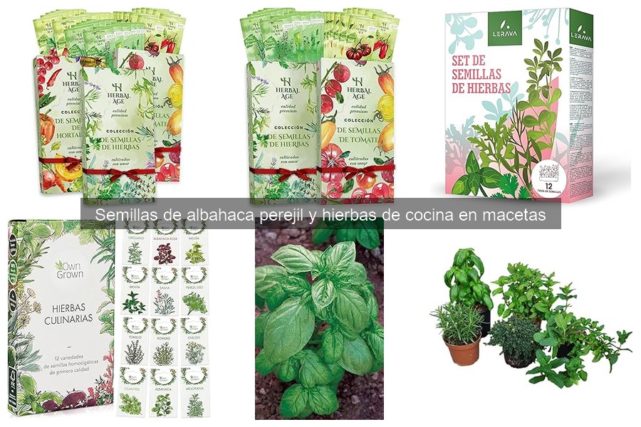 Mitos sobre el cultivo de hierbas en macetas: la verdad revelada