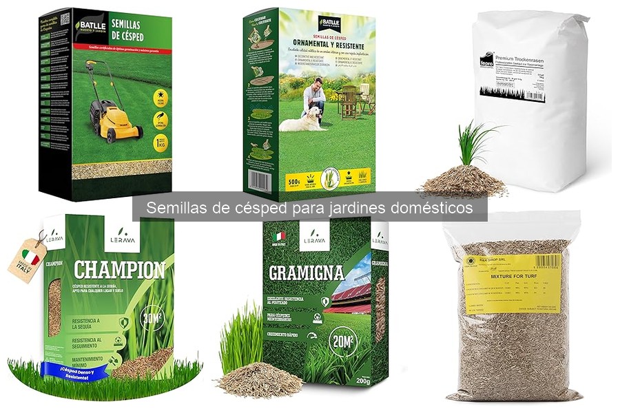 Precios de semillas de césped: ofertas y análisis actual