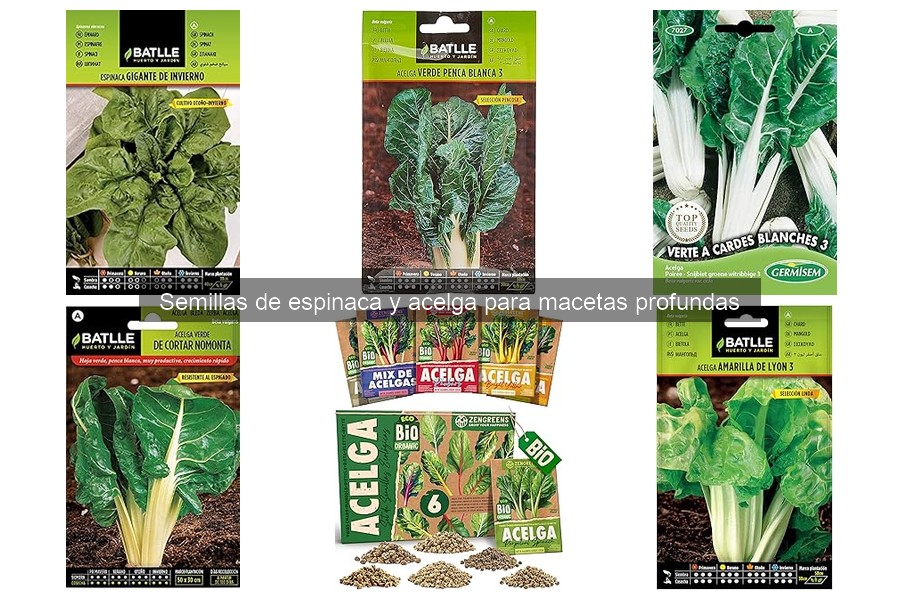 Problemas comunes al cultivar espinaca y acelga en macetas