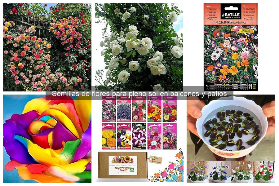 Problemas comunes al cultivar flores en balcones y soluciones