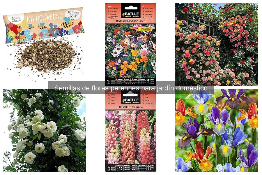 Problemas comunes al cultivar flores perennes y soluciones