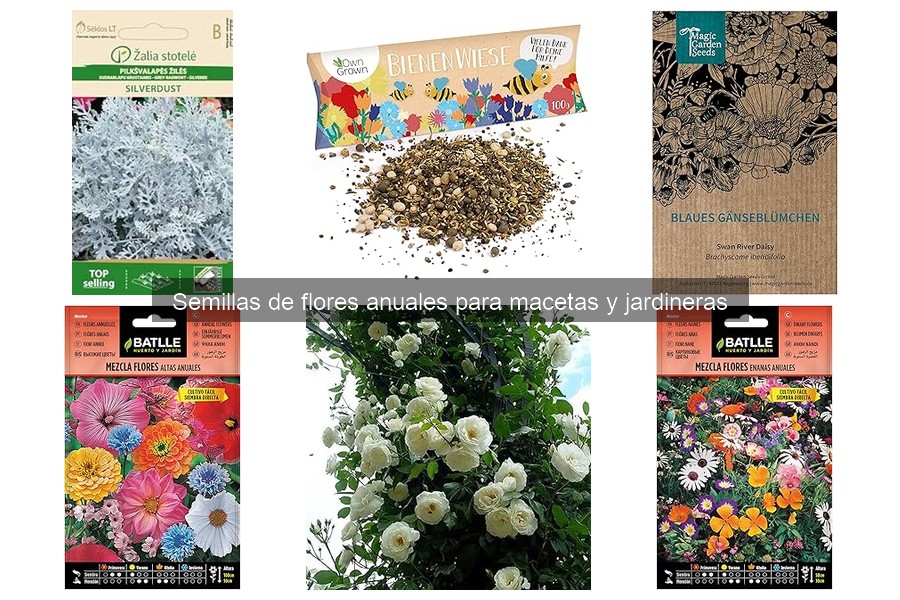 Problemas comunes al plantar semillas de flores anuales