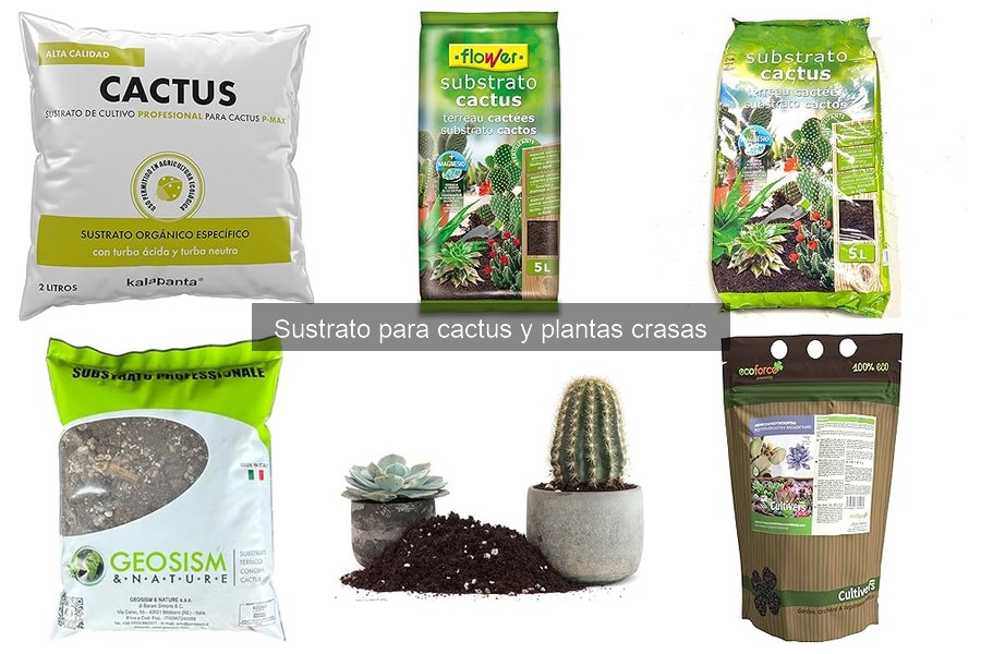 Problemas comunes con el sustrato para cactus y soluciones