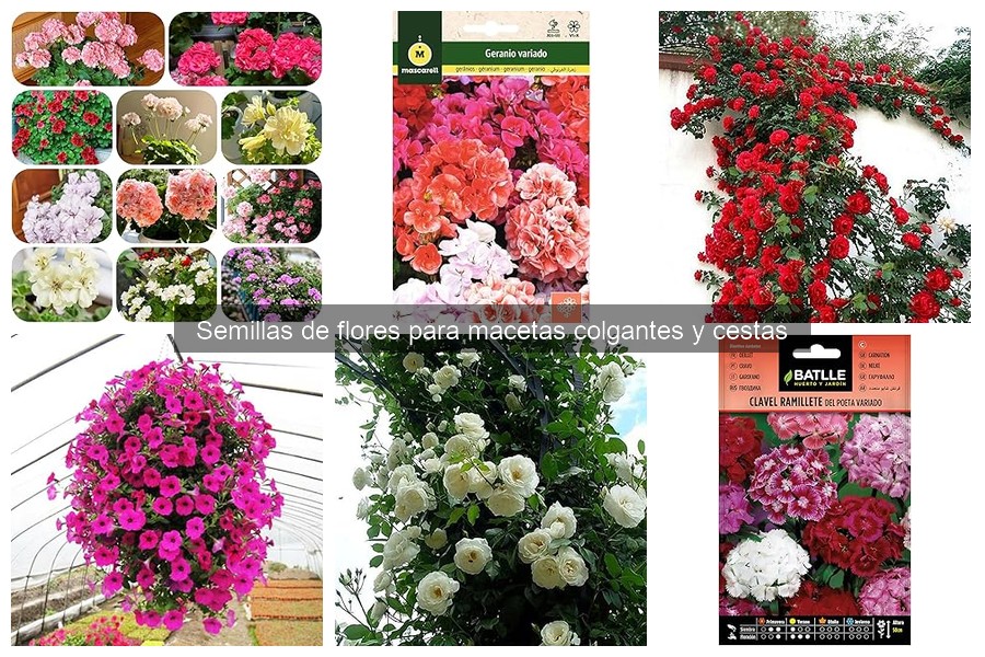 Semillas Aromáticas para Cestas Colgantes en Jardines