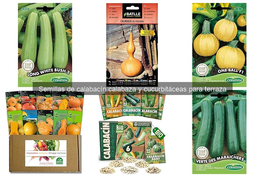 Semillas de Calabacín y Calabaza: Definición y Tipos