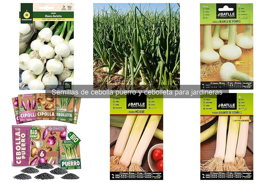 Semillas de cebolla puerro y cebolleta: características y beneficios