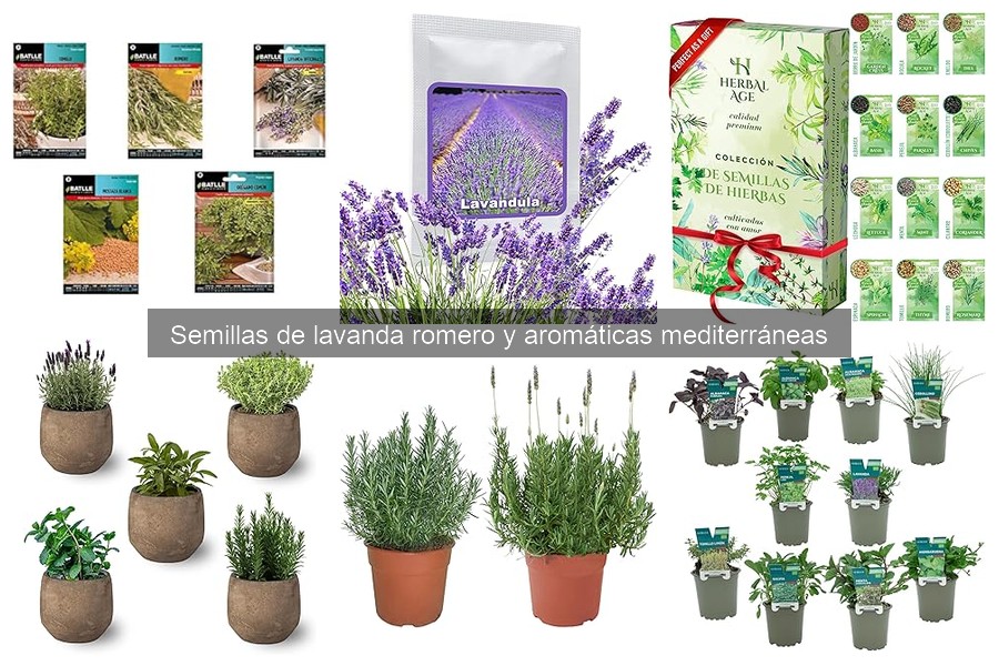 Semillas de hierbas aromáticas vs. convencionales: ¿cuál elegir?