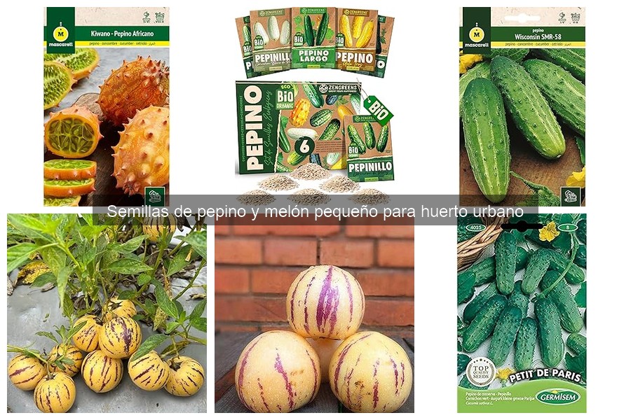 Semillas de pepino y melón pequeño: resistencia a plagas