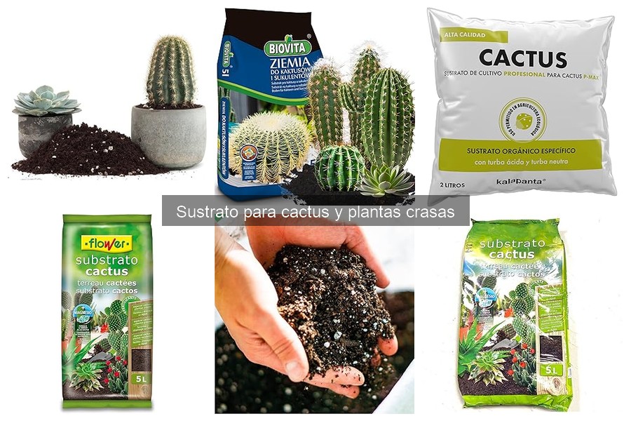 Sustrato ideal para cactus y plantas crasas: características