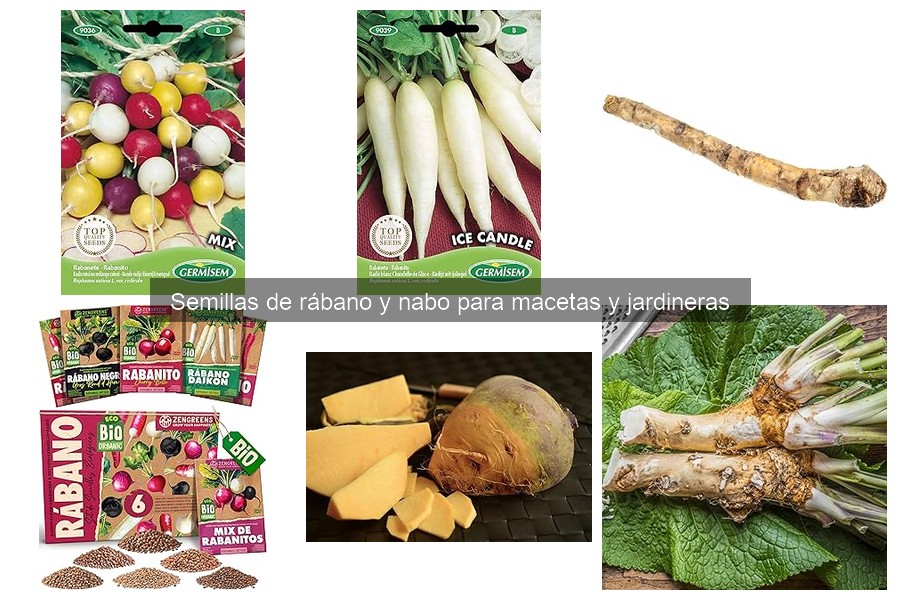Sustrato ideal para semillas de rábano en macetas